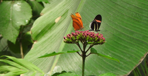 Butterfly on flower