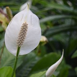 Close-up of white flowers