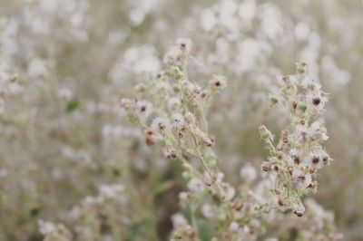 Close-up of honey bee on tree