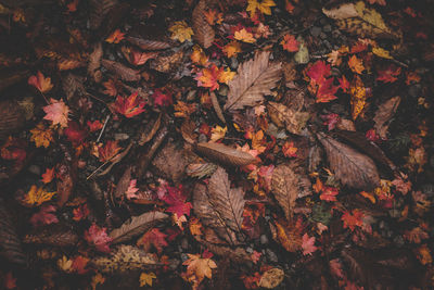 High angle view of maple leaves