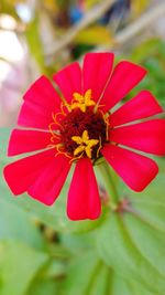 Close-up of red flower