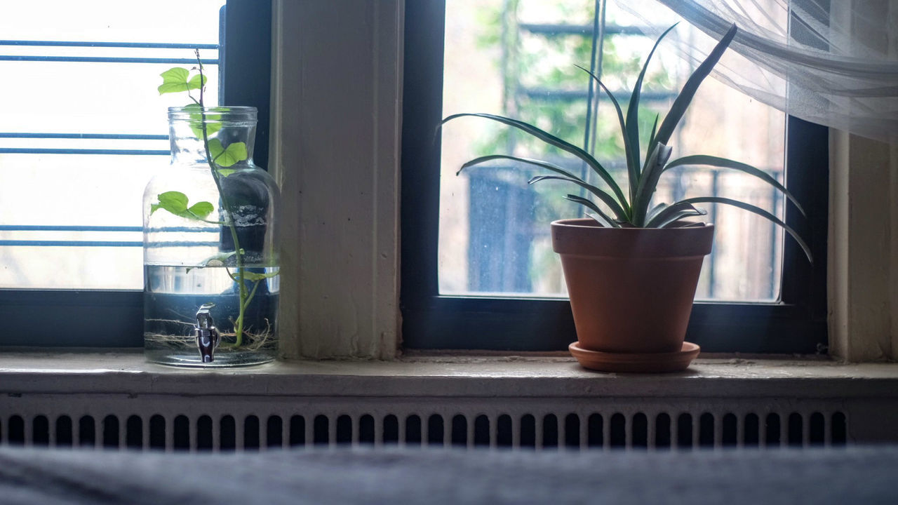 potted plant, indoors, plant, window, no people, window sill, day, growth, table, home interior, drinking glass, close-up, nature, water, freshness