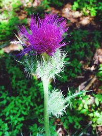 Close-up of thistle blooming outdoors