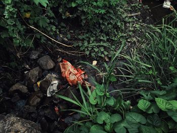 High angle view of plant growing on field