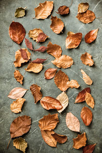 High angle view of dry leaves on floor