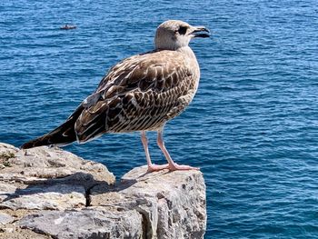 Seagull perching on rock by sea