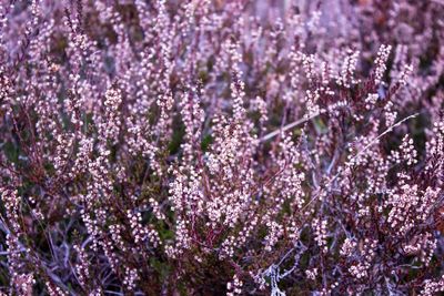 Close-up of lavender flowers blooming on field