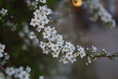 Close-up of white flowering plant
