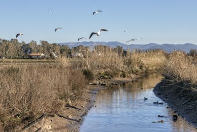 Birds flying over lake against sky