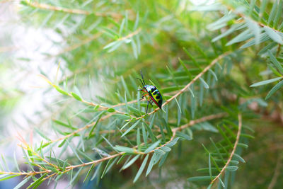 Close-up of insect on plant