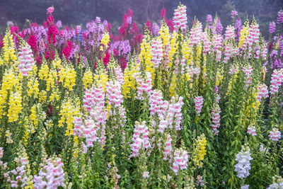 Close-up of flowers blooming on field