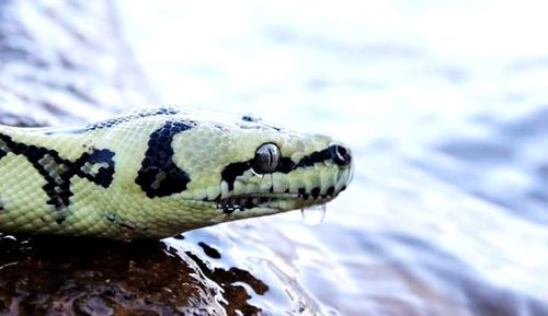 Close-up of turtle