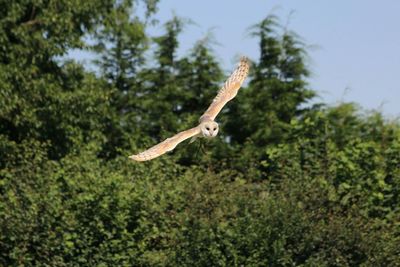 Low angle view of trees in forest