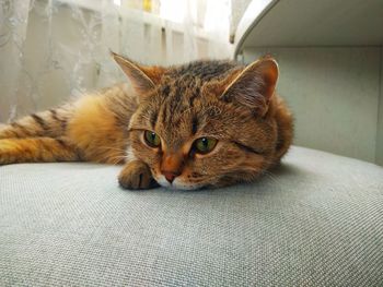 Close-up of a cat resting on sofa at home