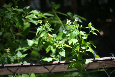 Close-up of fresh green plant