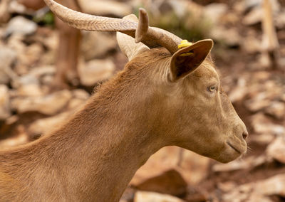 Close-up of a horse on field