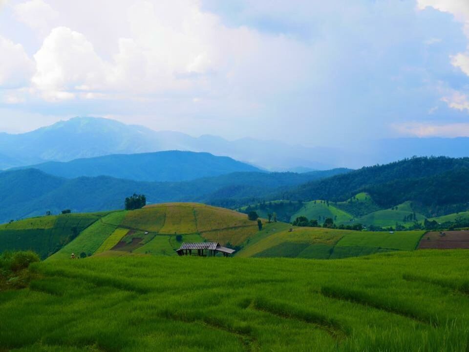 Step rice field