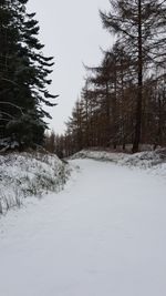 Snow covered trees in forest against sky