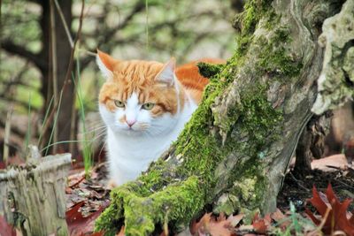 Portrait of a cat