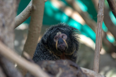 Close-up of a monkey