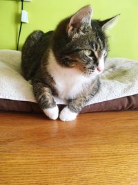 Cat resting on table at home