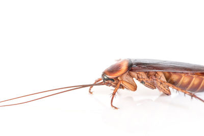 Close-up of insect on white background