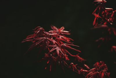 Close-up of red maple tree during autumn