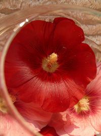 Close-up of red flower