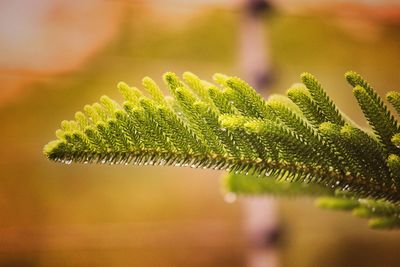 Close-up of fresh green plant