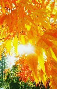 Close-up of autumn tree