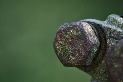 Close-up of fresh green leaf