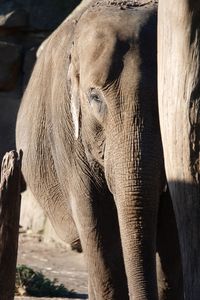 Close-up of elephant in zoo