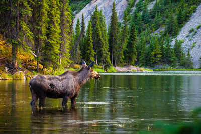 Moose standing in lake at forest