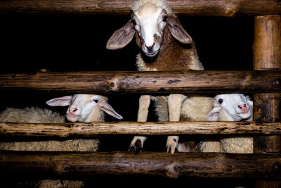 Close-up of sheep by wooded fence