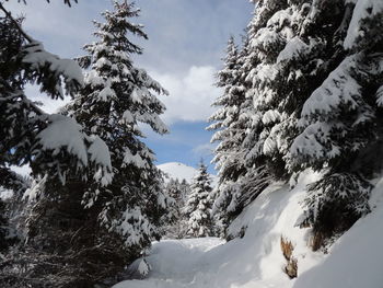 Snow covered pine trees against sky