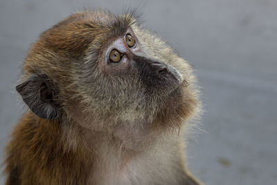 Close-up of a monkey looking away