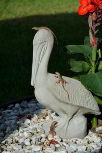 View of bird on rock