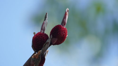 Close-up of red flower buds growing on tree