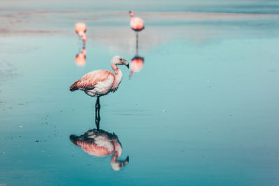 Bird in a lake