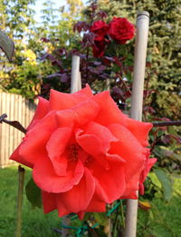 Close-up of red flower against trees