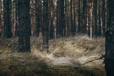 Trees in forest