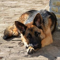 Close-up portrait of dog lying on sand