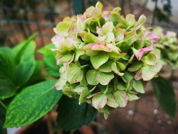 Close-up of potted plant