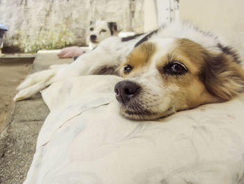 Close-up portrait of dog relaxing on bed