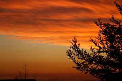 Silhouette tree against orange sky