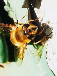 Close-up of insect on leaf