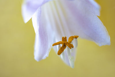Close-up of purple flowering plant