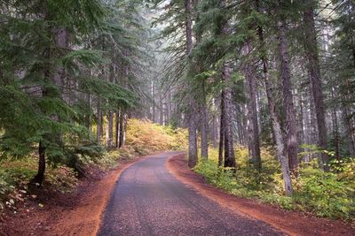 Road amidst trees in forest