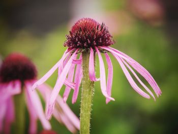 Echinacea pallida. pink daisy flower. close up.