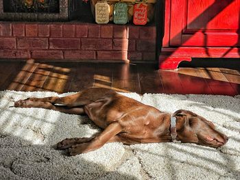 High angle view of dog sleeping on rug